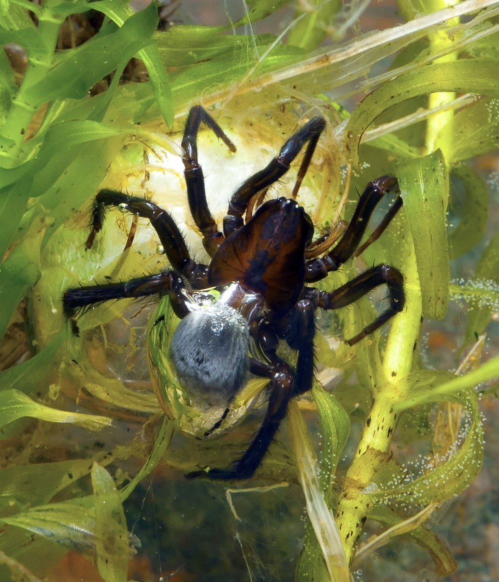Водяной паук Argyroneta Aquatica