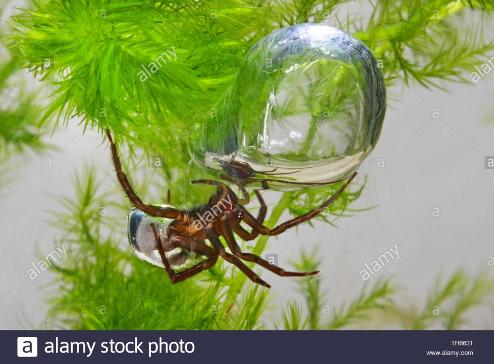 Водяной паук Argyroneta Aquatica