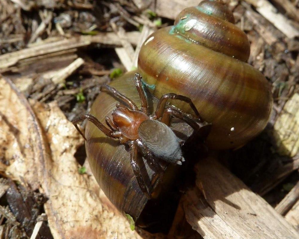 Argyroneta Aquatica