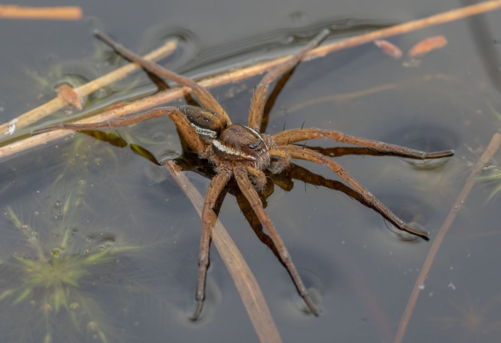 Dolomedes fimbriatus паук