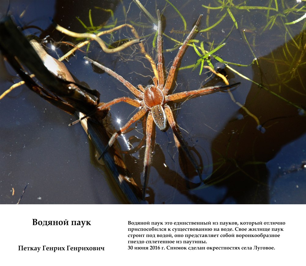 Паук Серебрянка ядовитый