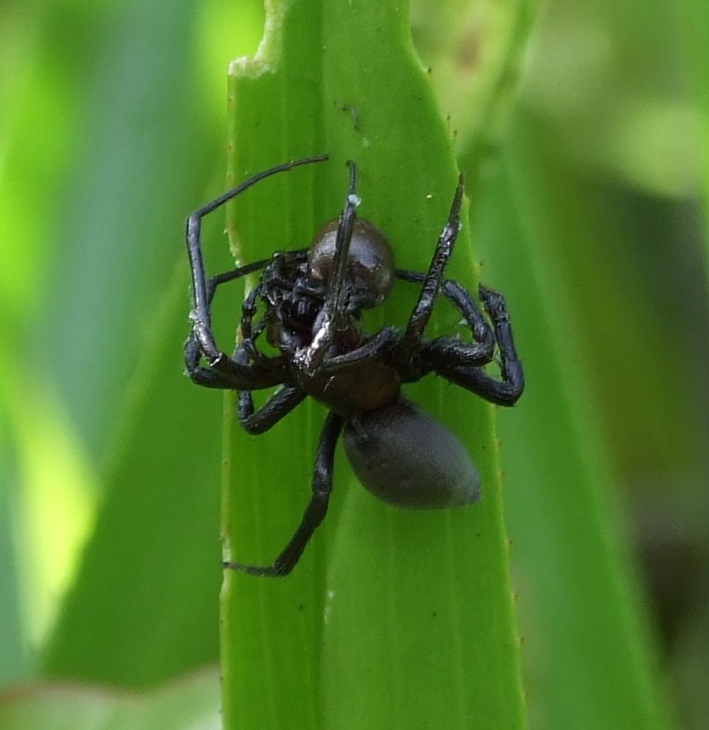 Argyroneta Aquatica