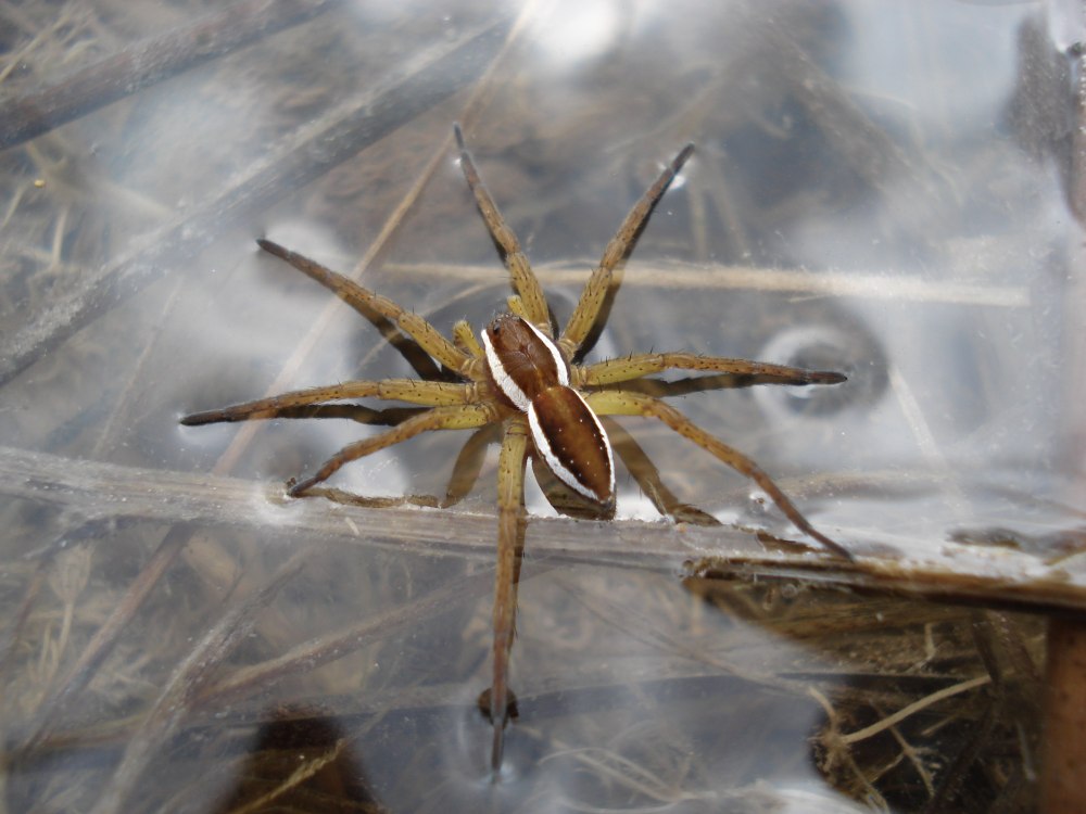 Паук каёмчатый охотник (Dolomedes fimbriatus)