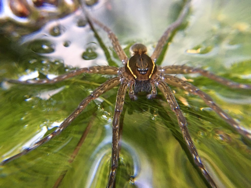 Dolomedes aquaticus паук
