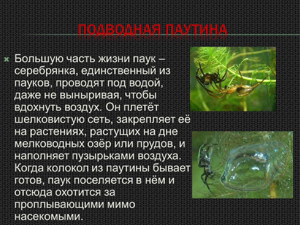 Презентация паук Серебрянка