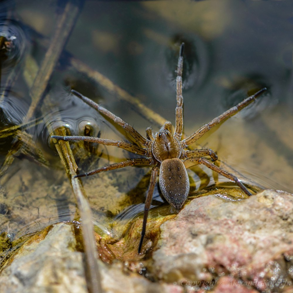 Dolomedes plantarius паук