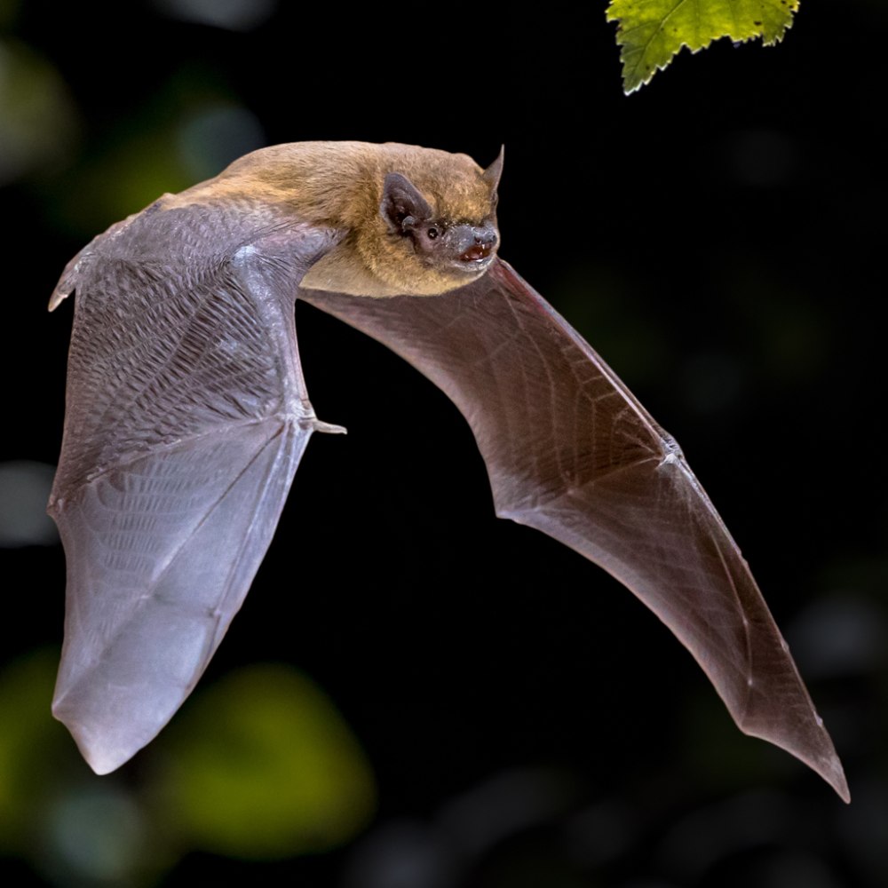 Pipistrelle bat