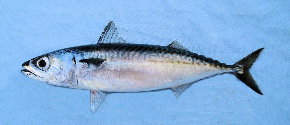 Японская скумбрия Scomber japonicus