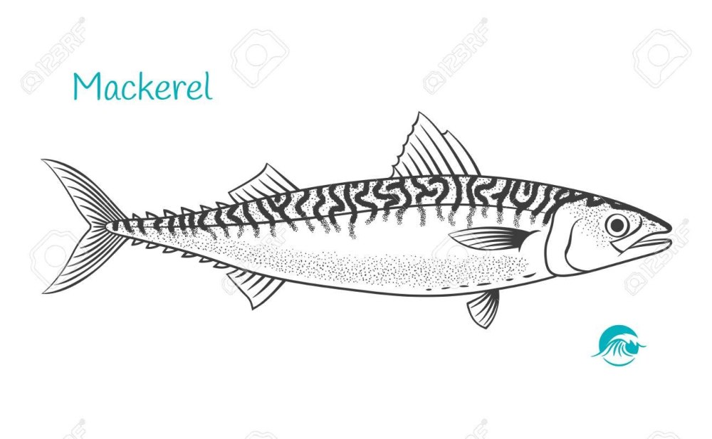 Рыба скумбрия рисунок