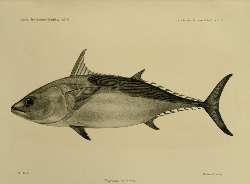 Euthynnus alletteratus