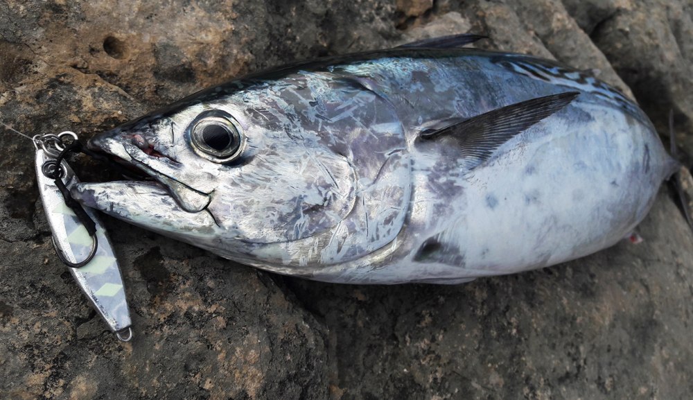 Euthynnus alletteratus