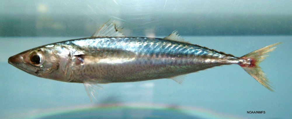 Японская скумбрия Scomber japonicus