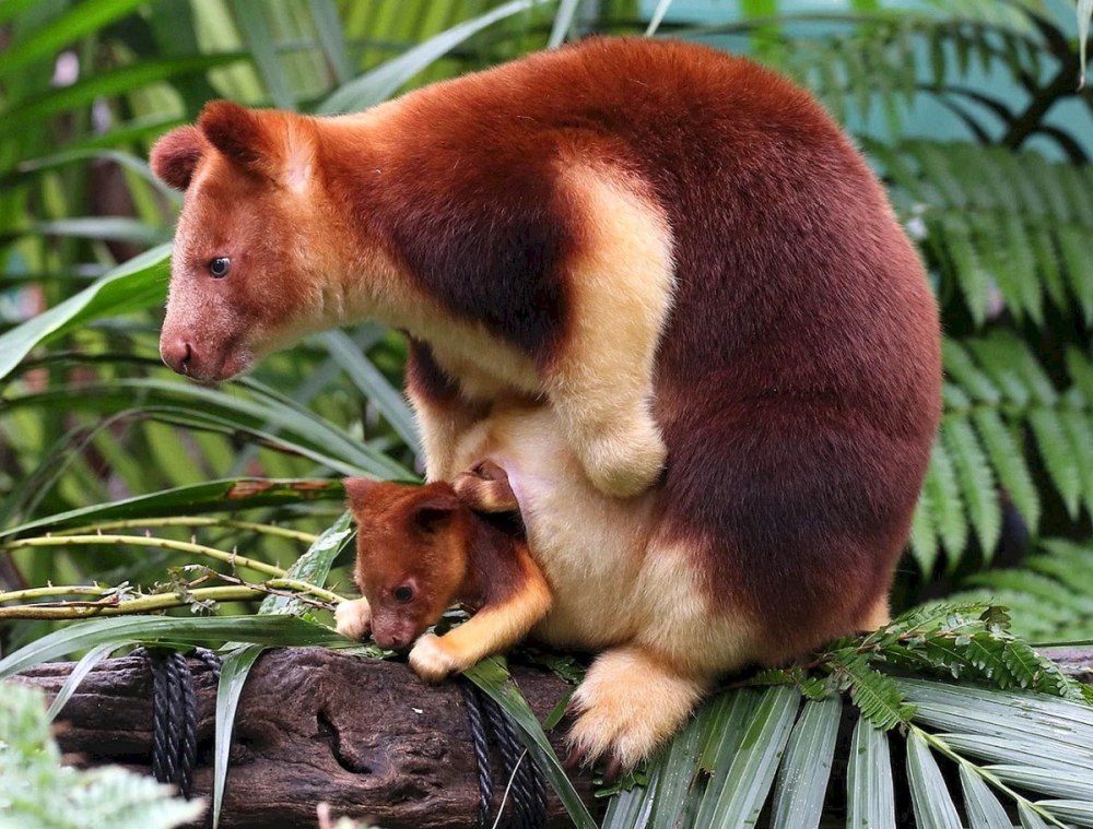 Древесный кенгуру Гудфеллоу