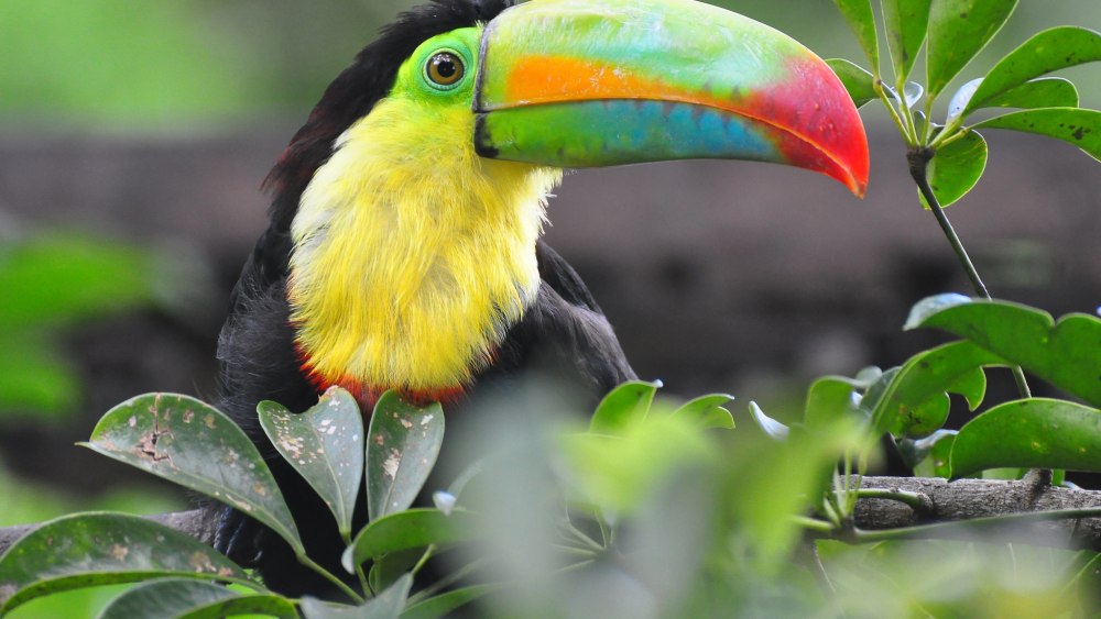 Белогрудый Тукан