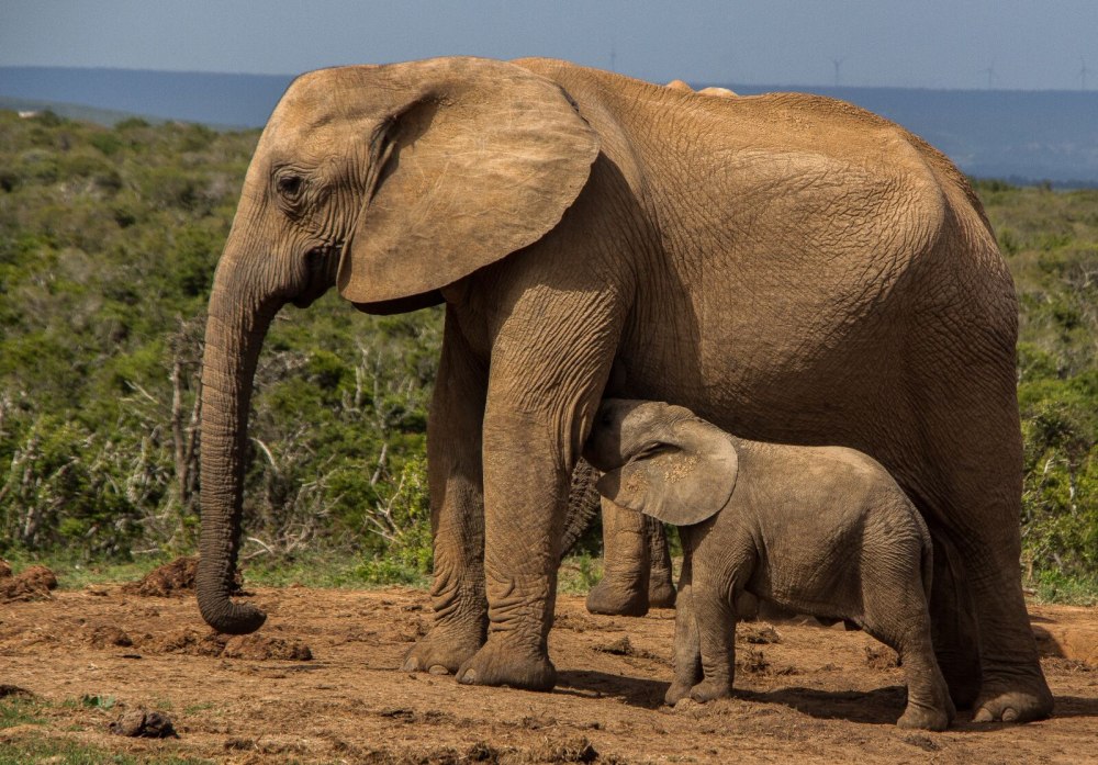 Слоны млекопитающие
