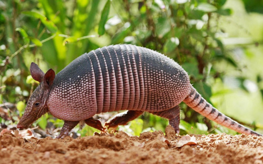 Армадилло броненосец