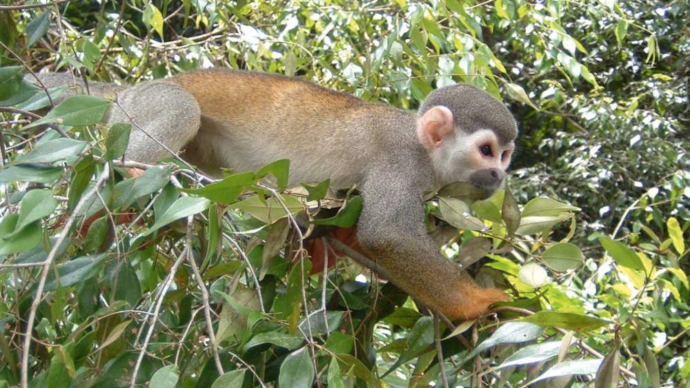 Бурая мирики