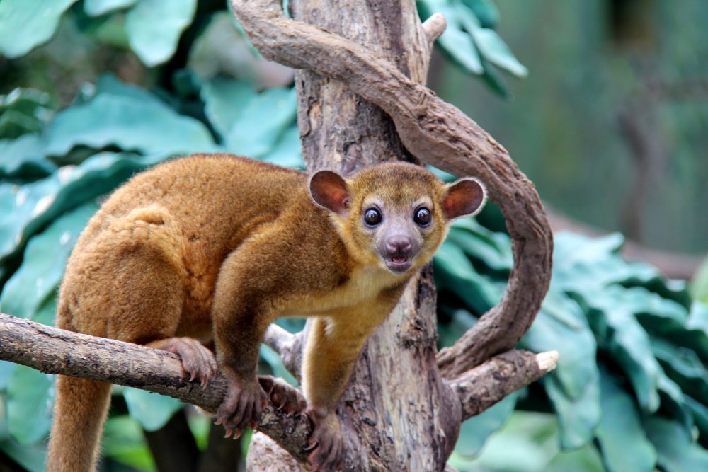 Медовый медведь кинкажу