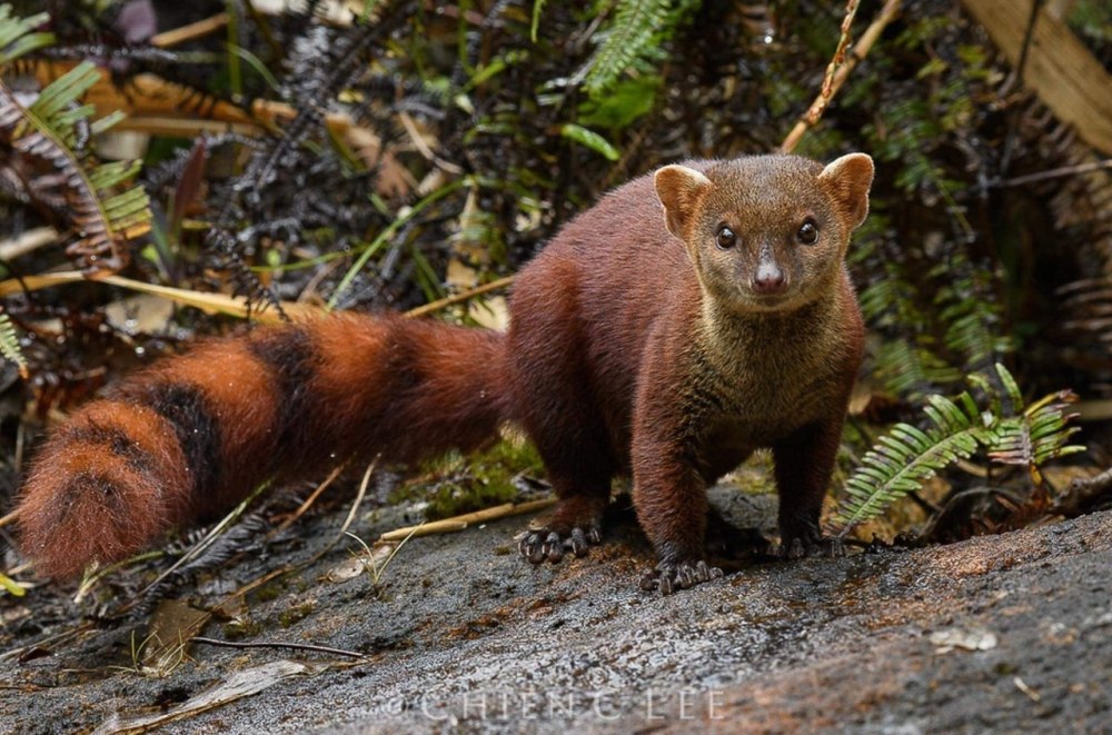 Мадагаскарский Мунго