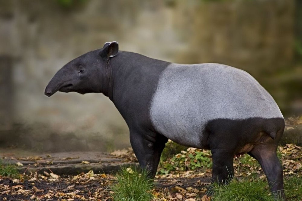 Чепрачный тапир животное