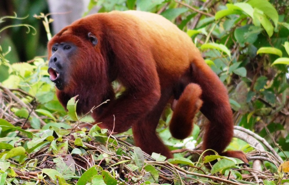 Обезьяна Ревун