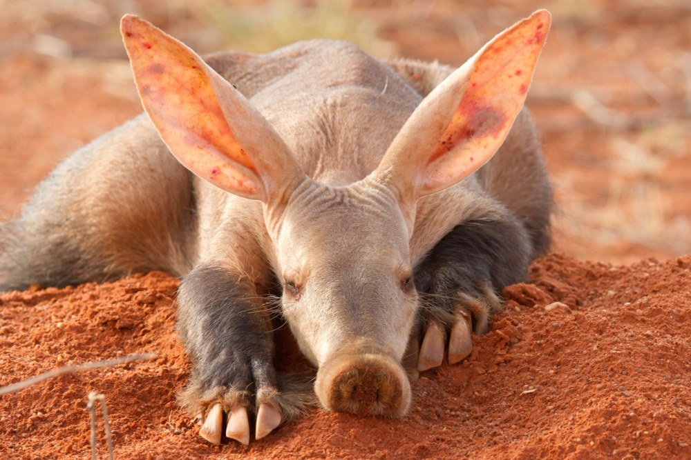 Капский трубкозуб