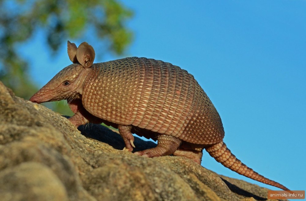 Армадилло броненосец