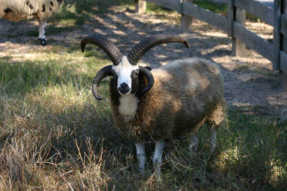 Jacob Sheep