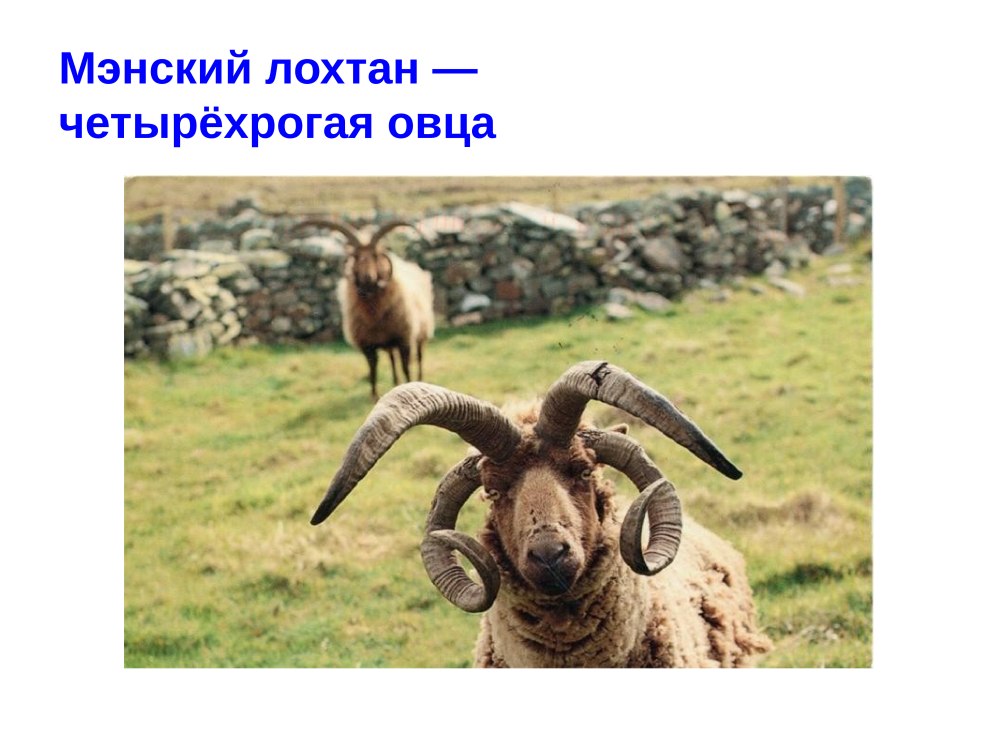 Четырехрогая овца