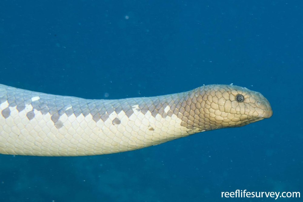 Aipysurus laevis