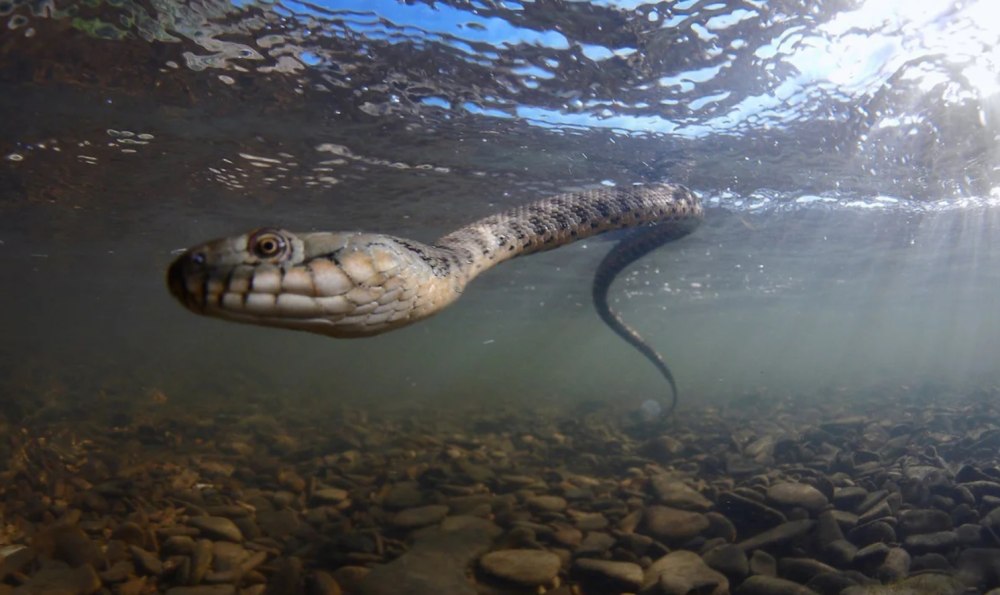 Водяной уж (Natrix tessellata)