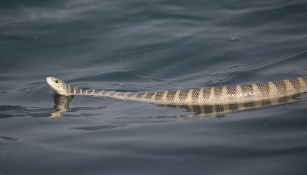 Оливковая морская змея Дюбуа