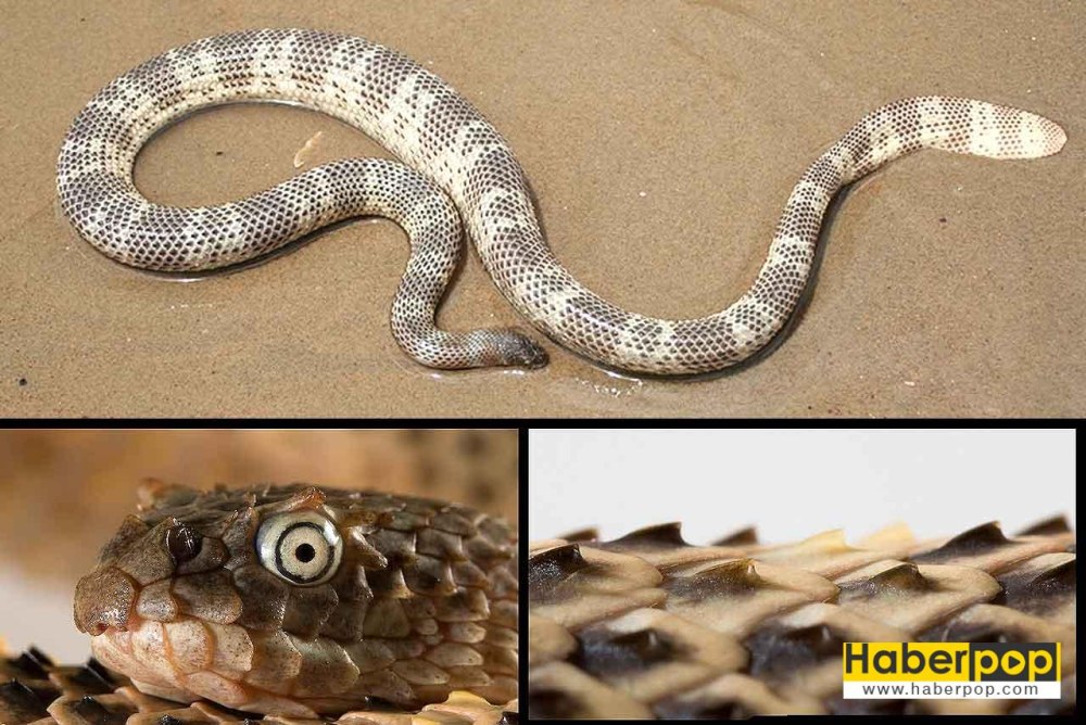 Acalyptophis Peroni