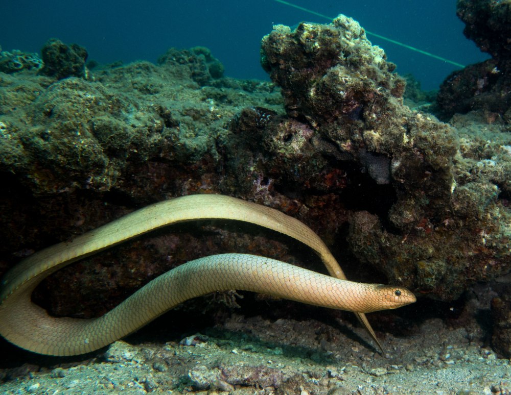Морская змея Астроция