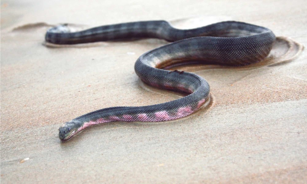 Beaked Sea Snake