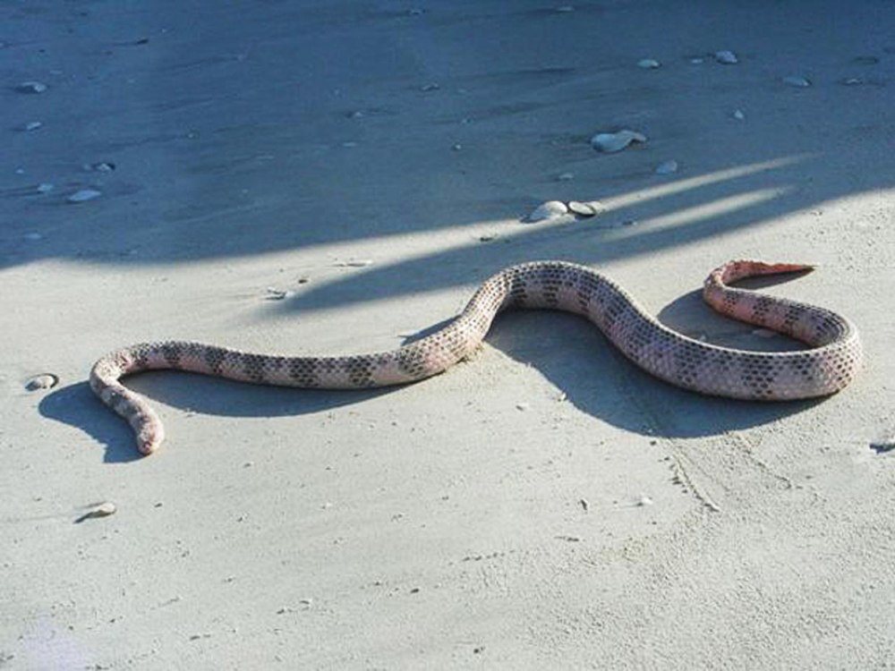 Aipysurus duboisii