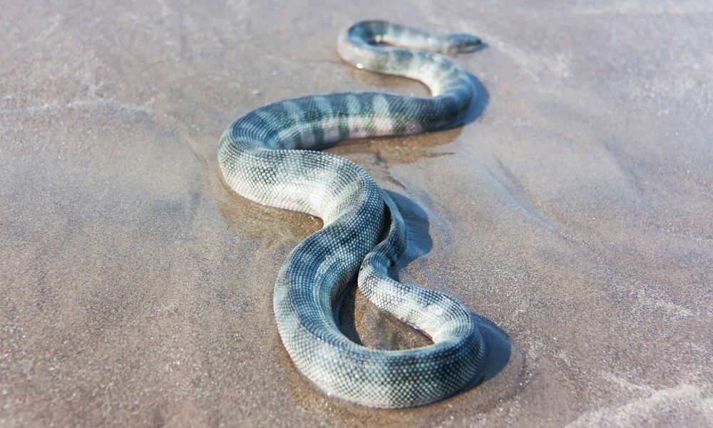 Enhydrina schistosa