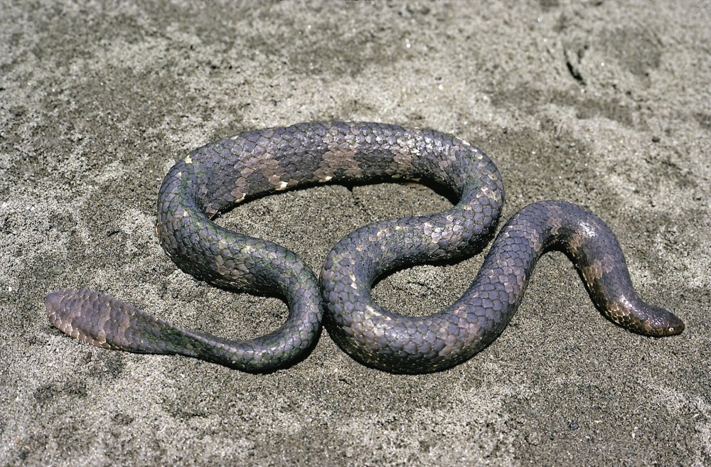 Aipysurus apraefrontalis