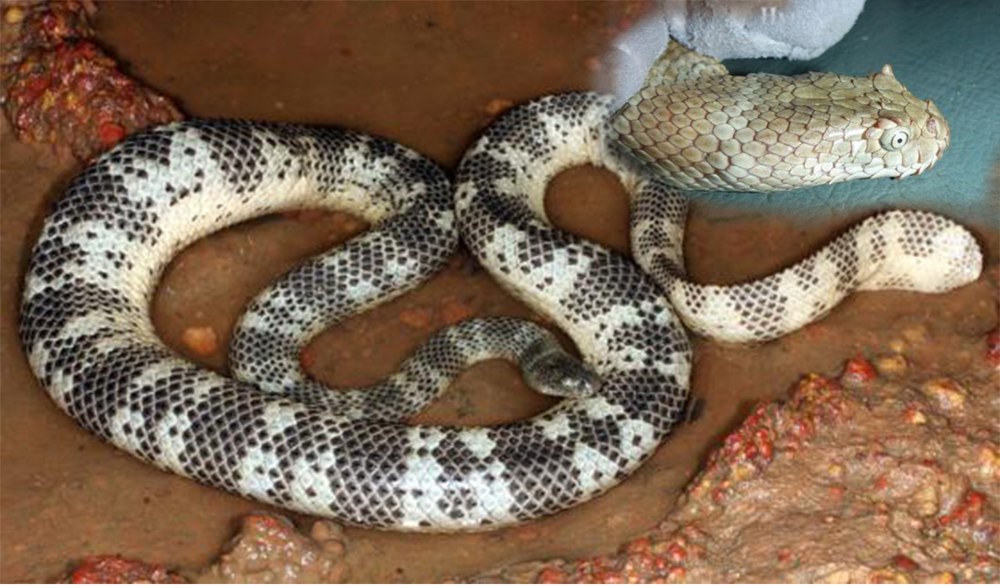 Hydrophis peronii