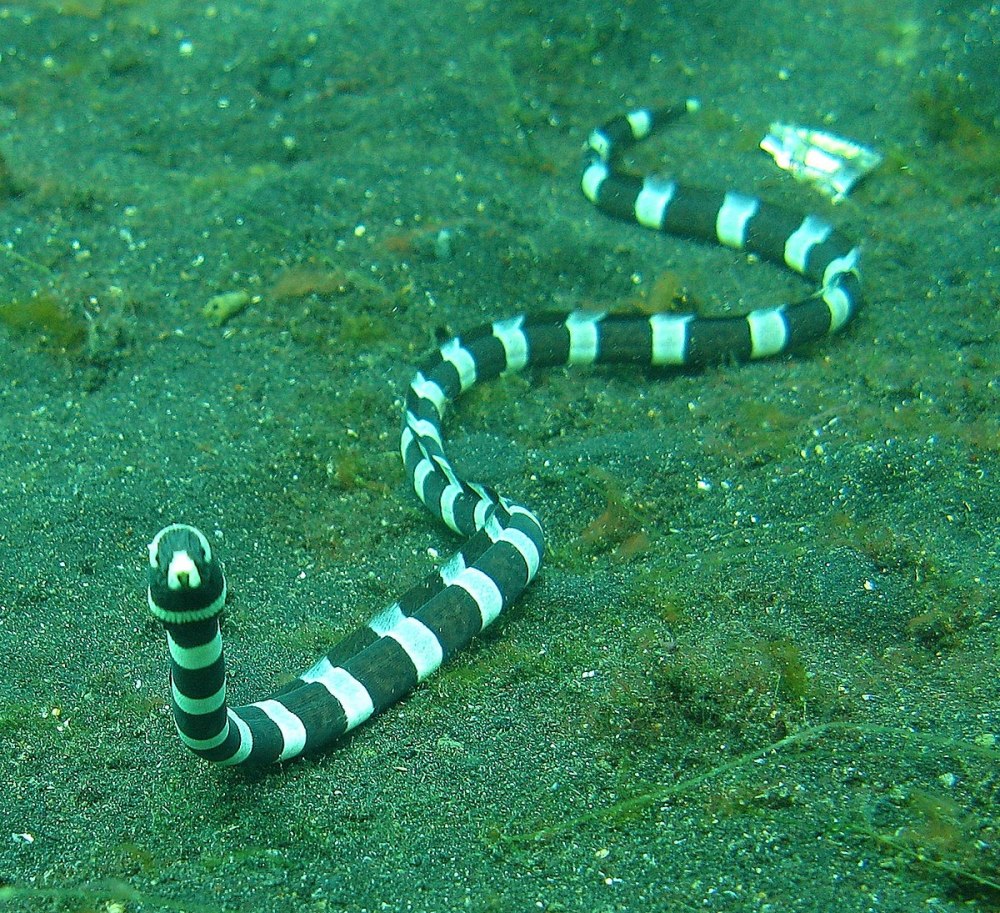 Морская змея Белчера