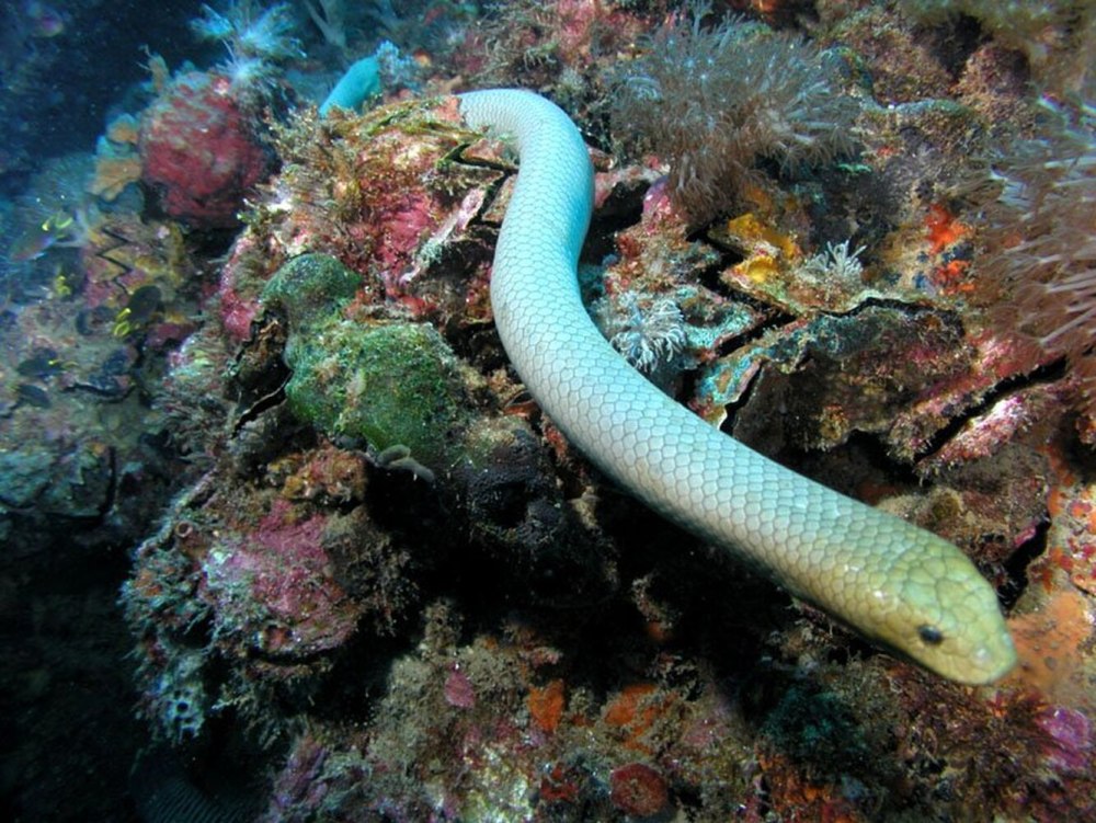 Морская змея мурена
