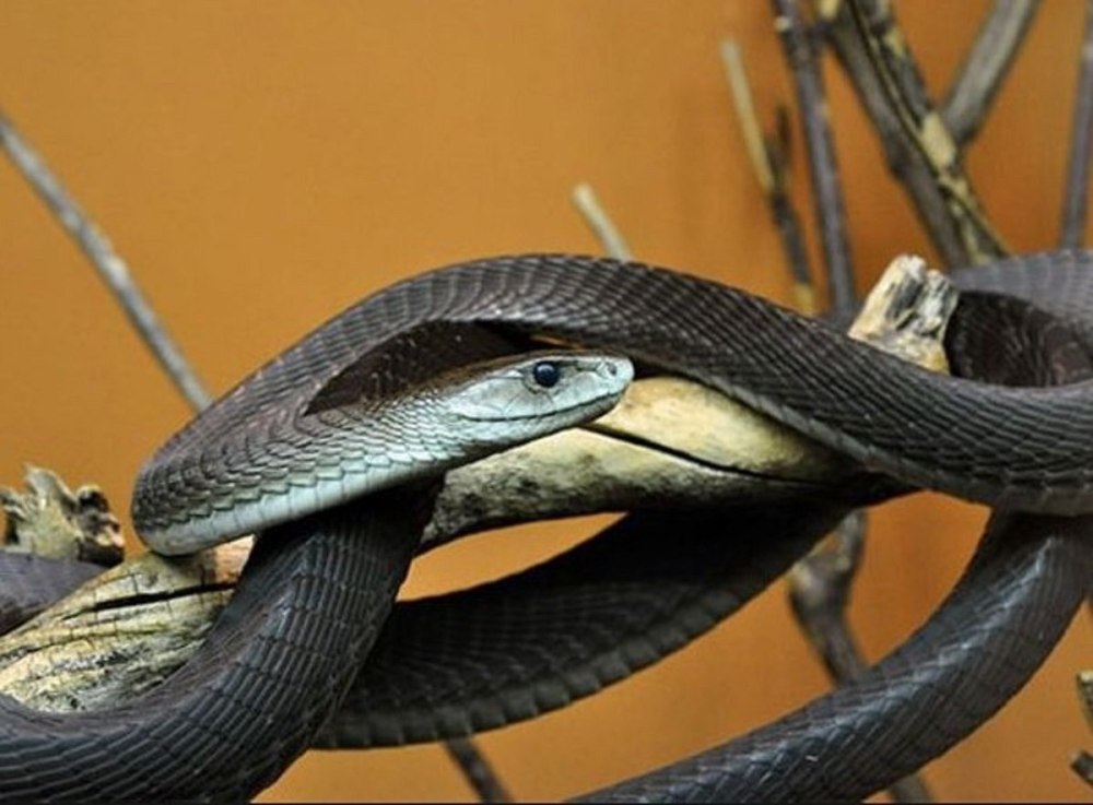 Чёрная мамба Dendroaspis polylepis