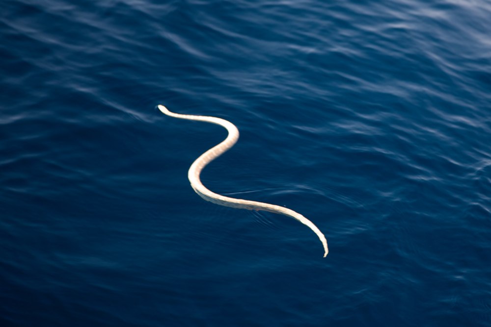 Sea Snake Tail