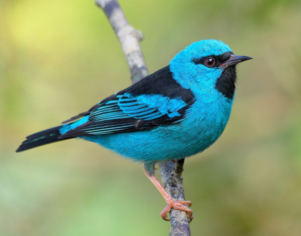 Синий Дакнис