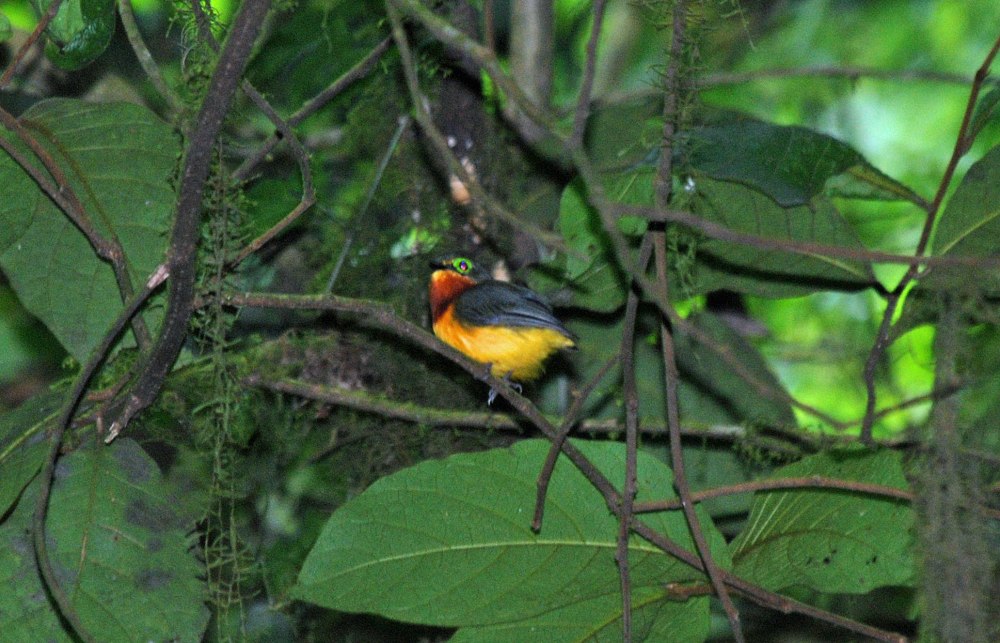 Желтобрюхая сережчатая мухоловка