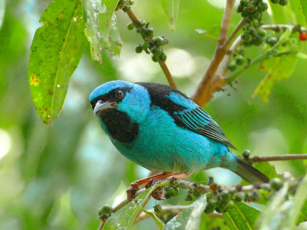 Синий Дакнис