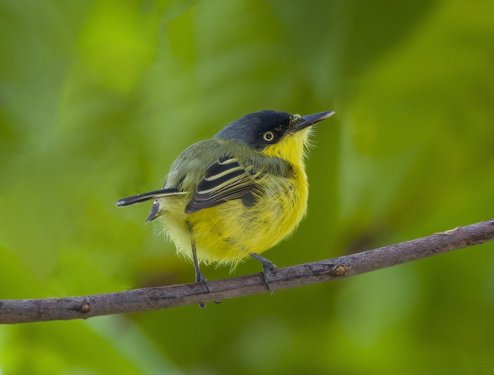 Желтобрюхий скворец
