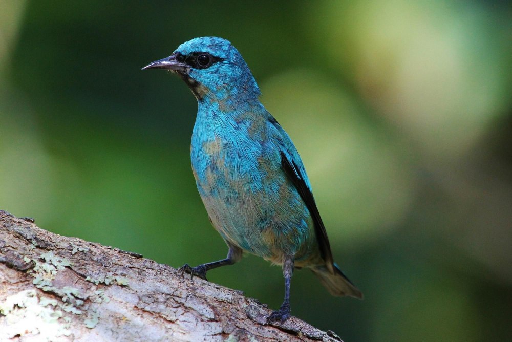 Масковый Дакнис