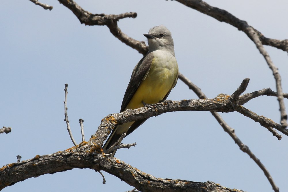 Тиранн птица