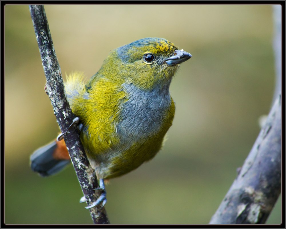 Фиолетовая эуфония